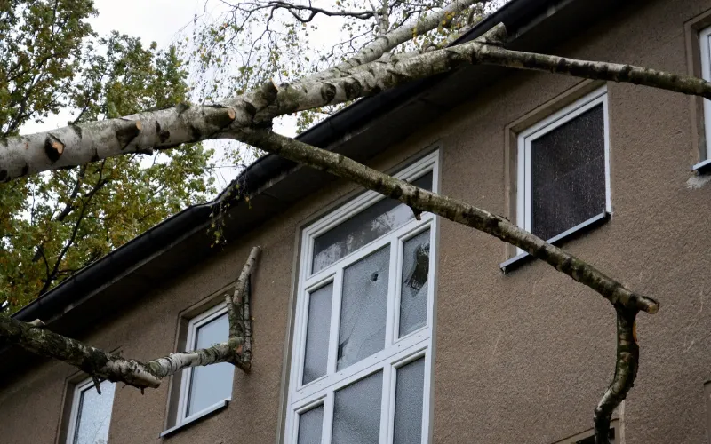 Tree that fell on a house.